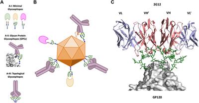 Glycans in Virus-Host Interactions: A Structural Perspective